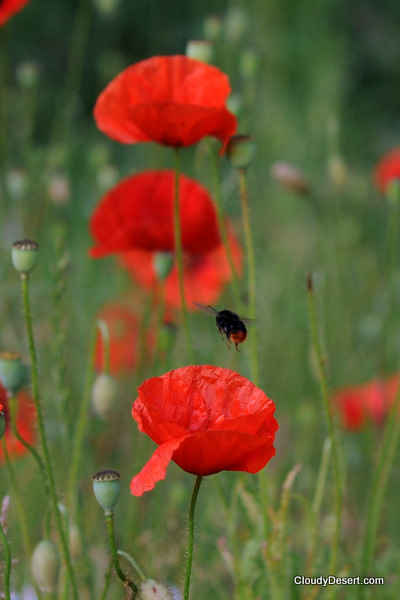 The bee and the poppies