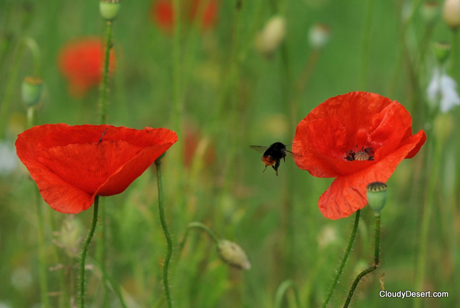 Bumble bee flying to poppy