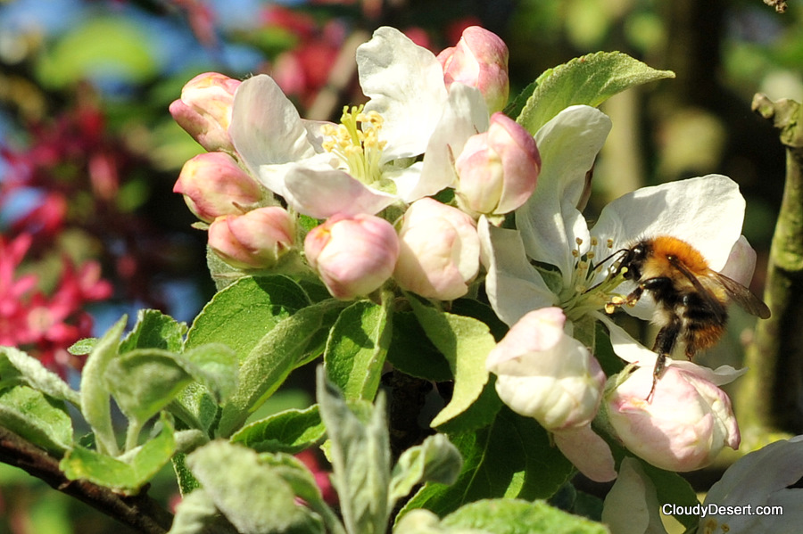 Bee pollinating apple blossom