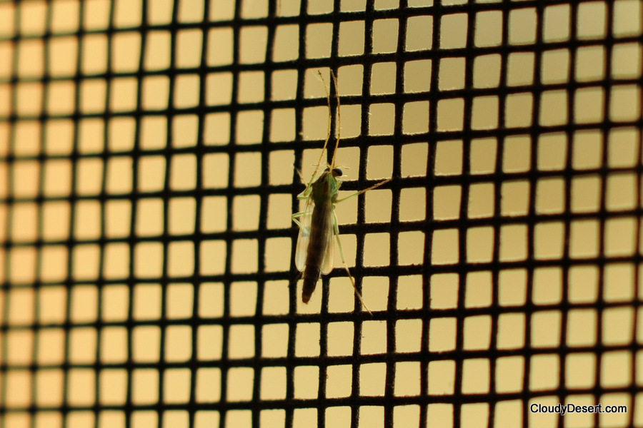 A bug trapped on the wrong side of the mosquito netting