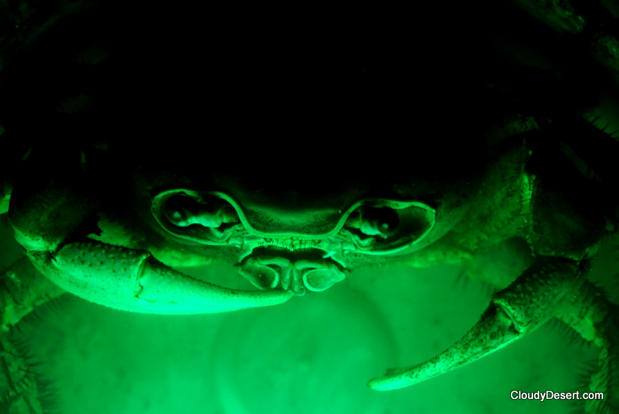 Crab underwater in a green bucket; lit from the outside