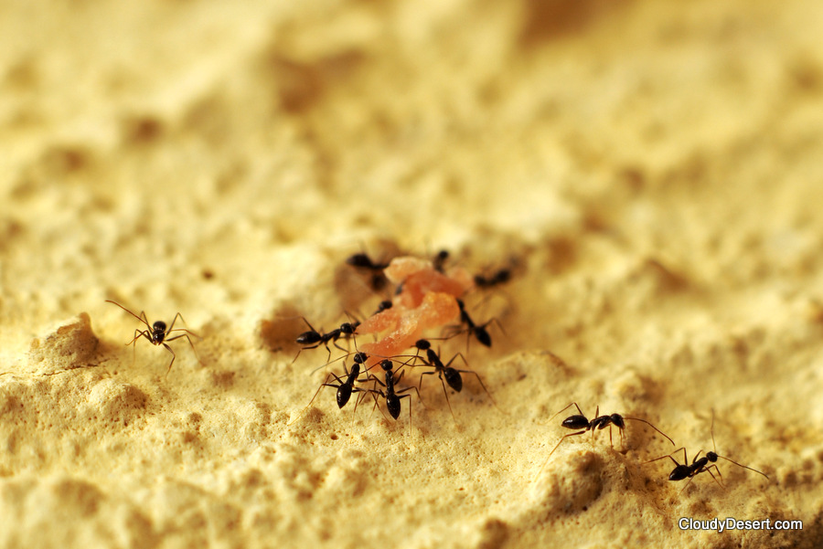 ants carrying crumbs
