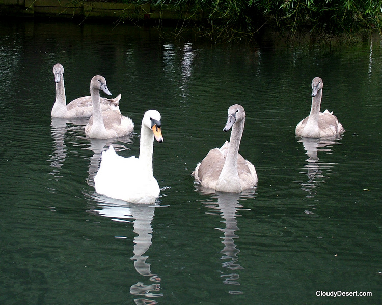 The swans