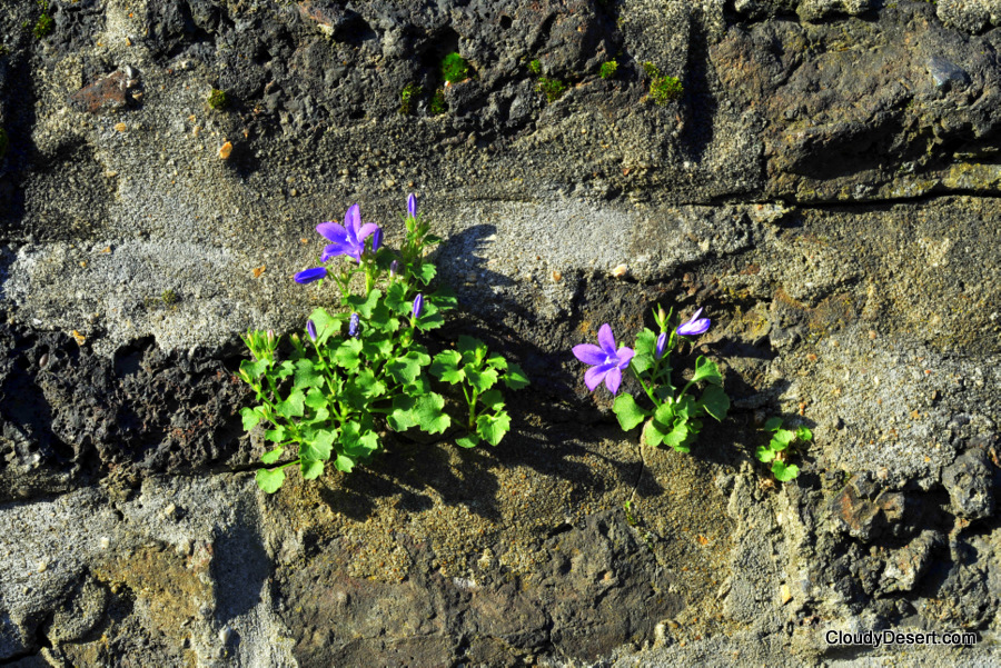 Flowers on the old wall