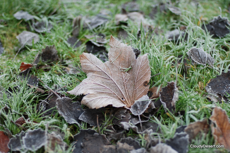 frozen leaves