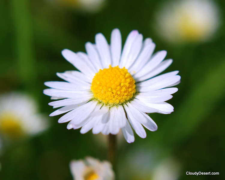 A daisy summer flower